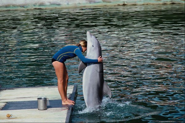 585056 Dolphin Show, Marine Park, Florida A4 Photo Print