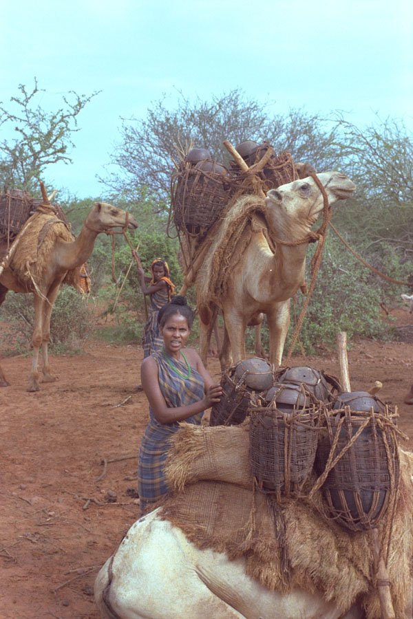 585062 Somali Nomad With Camel, Somalia A4 Photo Print