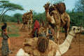 585063 Somalia A4 Photo Print