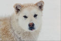 585064 Husky Dog, Iqaluit A4 Photo Print