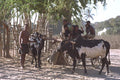 585065 People And Their Oxen, Madagascar A4 Photo Print