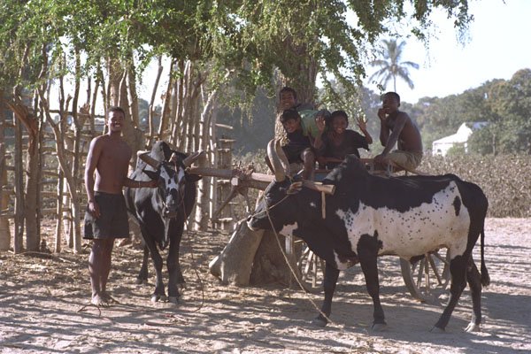 585065 People And Their Oxen, Madagascar A4 Photo Print