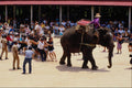585066 Thailand Elephant Show A4 Photo Print