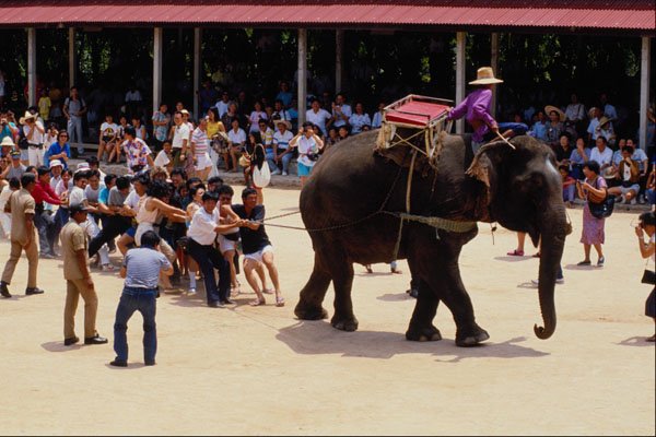 585066 Thailand Elephant Show A4 Photo Print