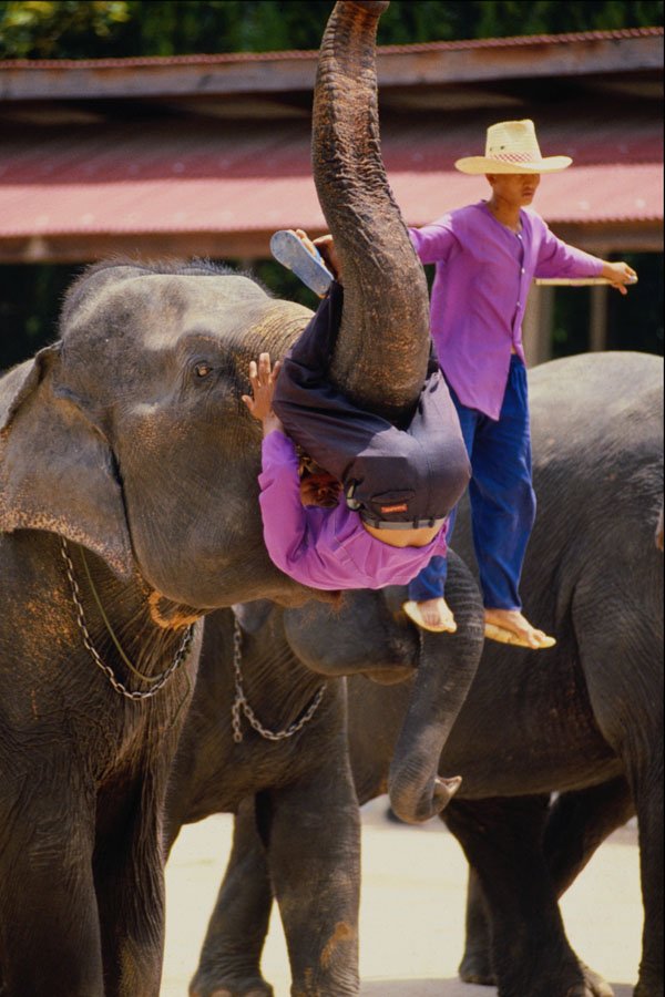 585067 Thailand Elephant Show A4 Photo Print