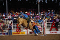 585076 Bull Ride In Fine Style A4 Photo Print