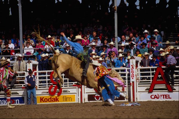 585076 Bull Ride In Fine Style A4 Photo Print