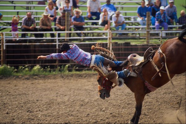 585078 Saddle Bronc Rider Exit A4 Photo Print