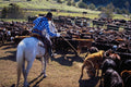 585081 Roping Calf In Banding Corral A4 Photo Print