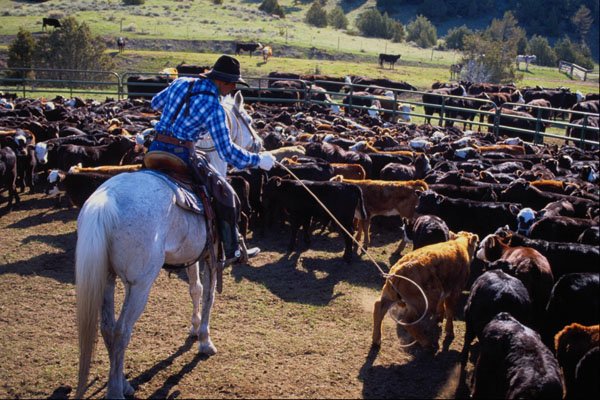 585081 Roping Calf In Banding Corral A4 Photo Print