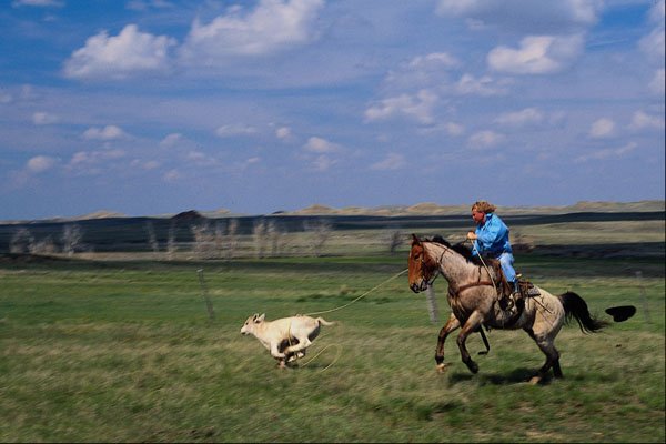 585083 Cowboy Roping Calf A4 Photo Print