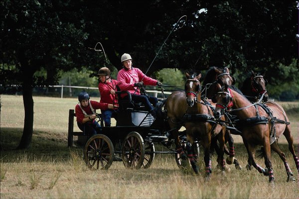 585085 Pony Teams, National Carriage Driving Championships A4 Photo Print
