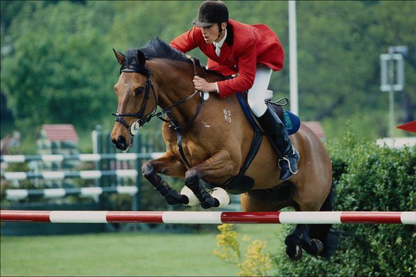 585086 Show Jumping, British Grand Prix, Hickstead A4 Photo Print
