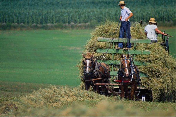 585087 Belgians On Amish Farm, Holmes County, Ohio A4 Photo Print