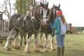 585092 Girl With Shire Horses A4 Photo Print