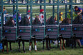 585097 At The Start, Horse Race A4 Photo Print