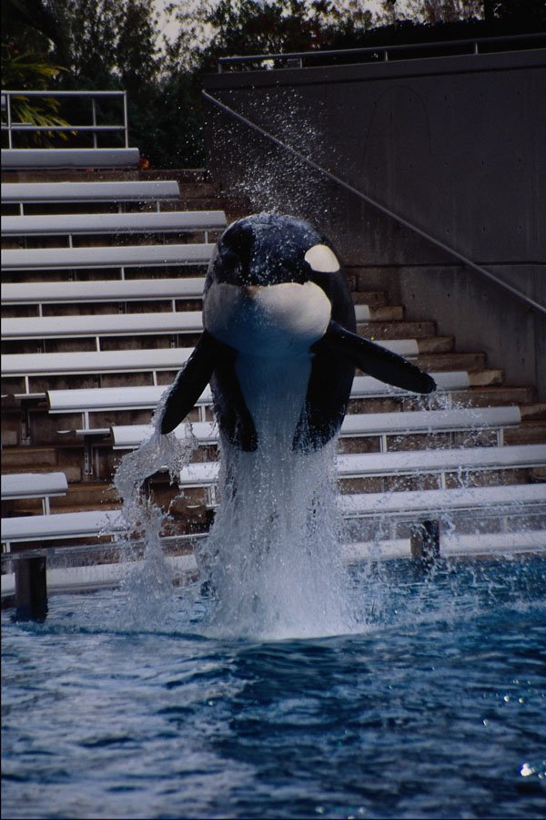 585098 Orca Show, Sea World, Orlando, Florida A4 Photo Print