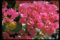 586000 Bougainvillea A4 Photo Print