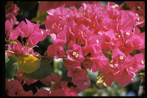 586000 Bougainvillea A4 Photo Print