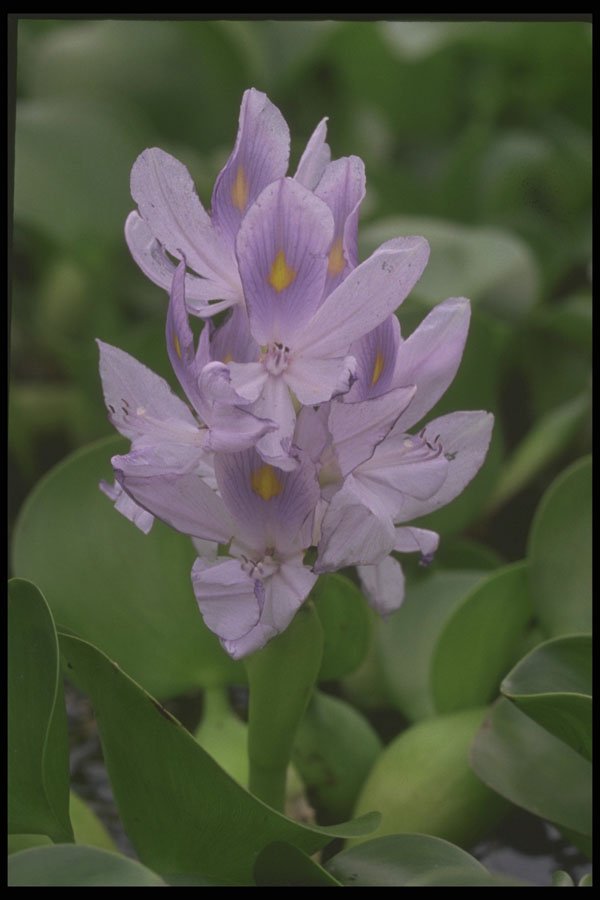 586001 Water Hyacinth A4 Photo Print
