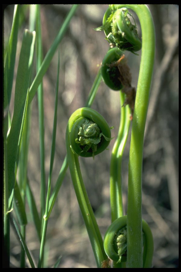 586002 Fiddleheads A4 Photo Print