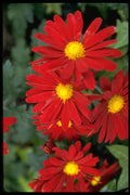 586003 Flowers A4 Photo Print