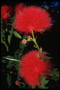 586004 Redhead Puff A4 Photo Print