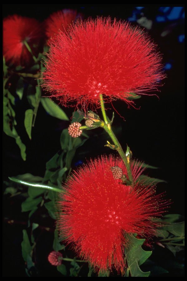 586004 Redhead Puff A4 Photo Print