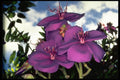 586005 Brazilian Glory Bush A4 Photo Print