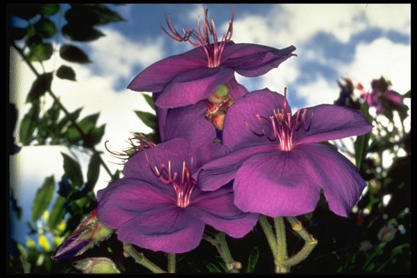 586005 Brazilian Glory Bush A4 Photo Print