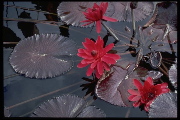 586006 Water Lilies A4 Photo Print