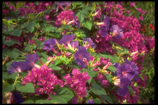 586009 Convolvas And Bougainvillea, Spain A4 Photo Print