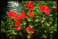 586010 Hibiscus Hedge, Spain A4 Photo Print