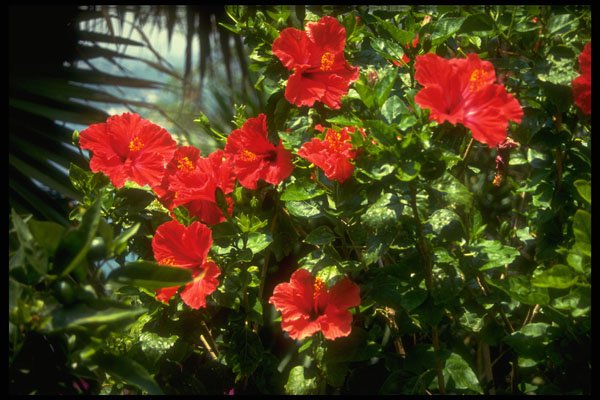 586010 Hibiscus Hedge, Spain A4 Photo Print