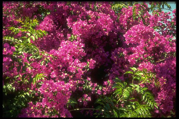 586011 Bougainvillea Flower, Spain A4 Photo Print
