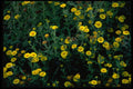 586012 Fleabane A4 Photo Print