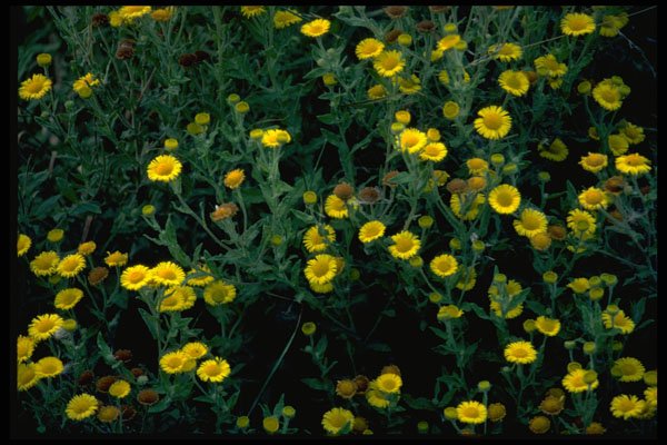 586012 Fleabane A4 Photo Print