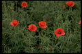586013 Corn Poppies A4 Photo Print