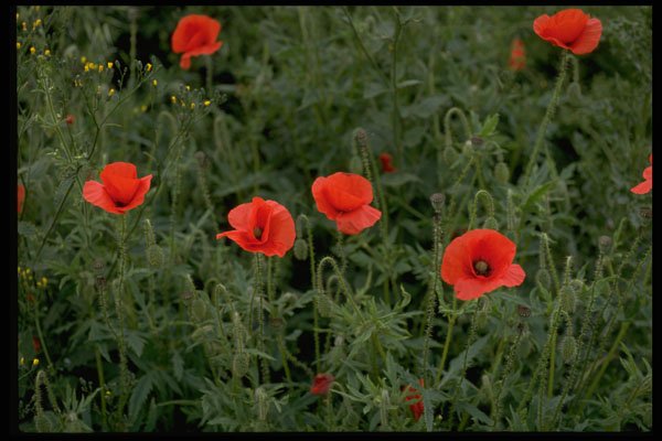 586013 Corn Poppies A4 Photo Print