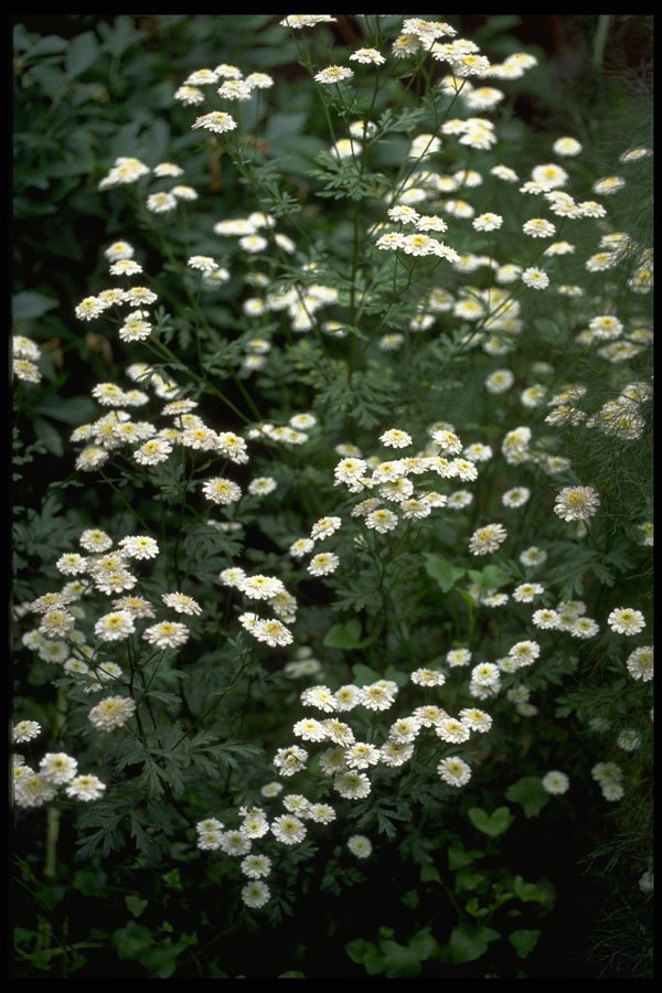 586014 Feverfew A4 Photo Print