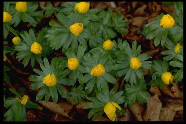 586015 Winter Aconite A4 Photo Print