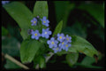 586016 Forget me not A4 Photo Print