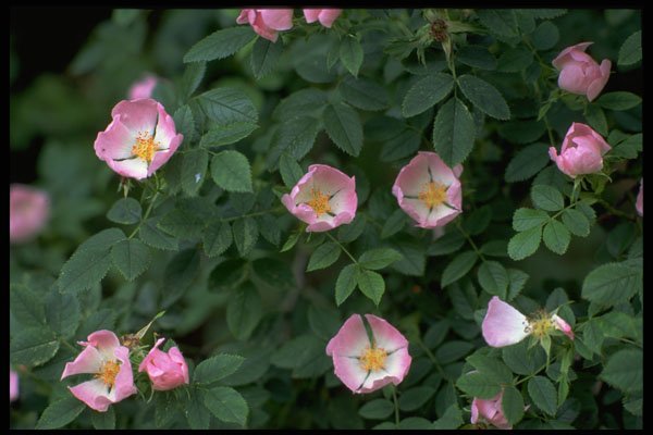 586017 Dog Rose A4 Photo Print