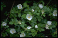 586018 Field Rose A4 Photo Print