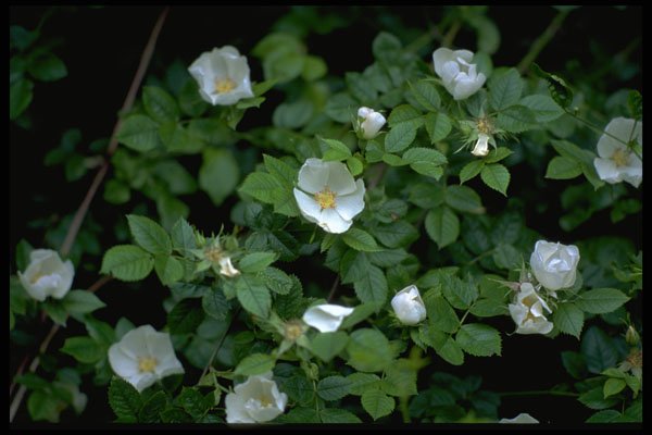 586018 Field Rose A4 Photo Print