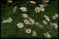 586019 Oxeye Daisy A4 Photo Print