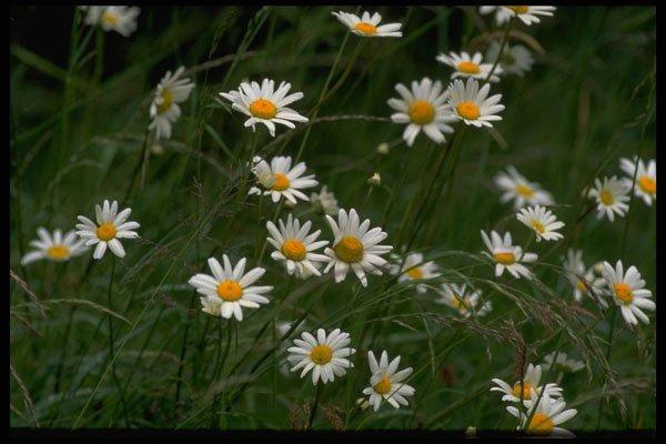 586019 Oxeye Daisy A4 Photo Print