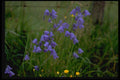 586020 Harebell A4 Photo Print