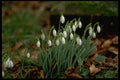 586021 Snowdrops A4 Photo Print