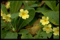 586022 Primrose A4 Photo Print